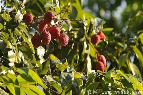 瓜果增甜剂和桐油尿剂配方及制作方法