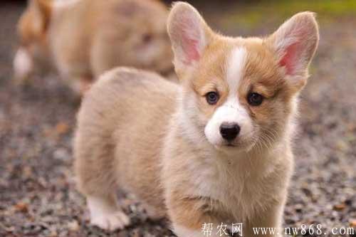 柯基犬多少钱一只|柯基犬的性格特点