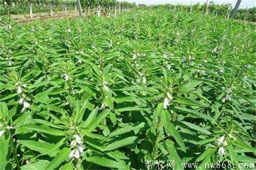芝麻缺少元素的症状和补救方法