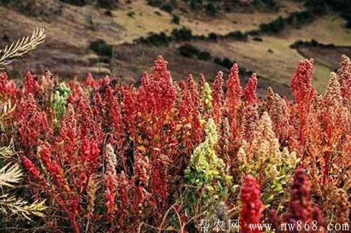 藜麦种植的田间管理及病害防治