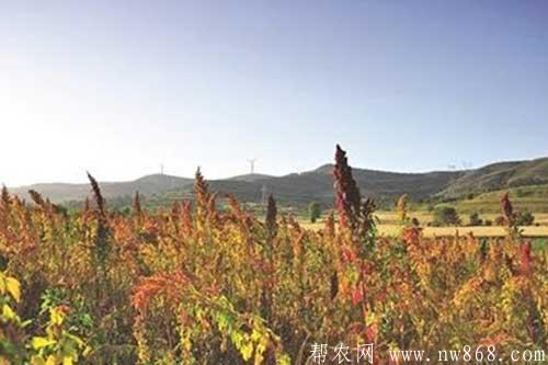 藜麦种植的田间管理及病害防治