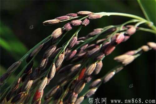 黑米播种育苗、移栽以及施肥技术