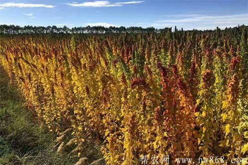 藜麦种植的田间管理及病害防治