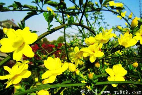 迎春花什么时候开|迎春花的繁殖方法