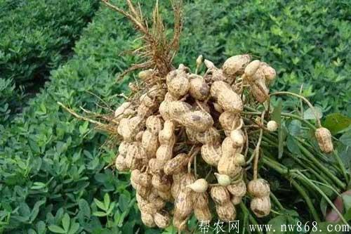 花生种植经验——花生什么时候成熟以及花生成熟的标志