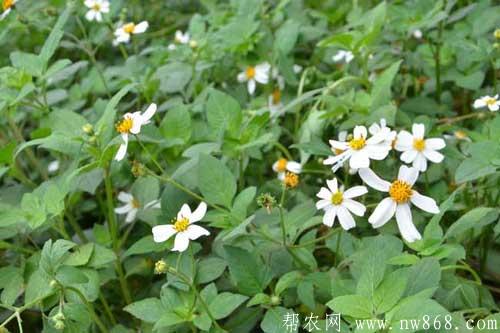 鬼针草主要品种及药用附方