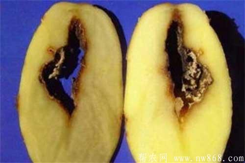 种植马铃薯出现空心的原因及防治措施