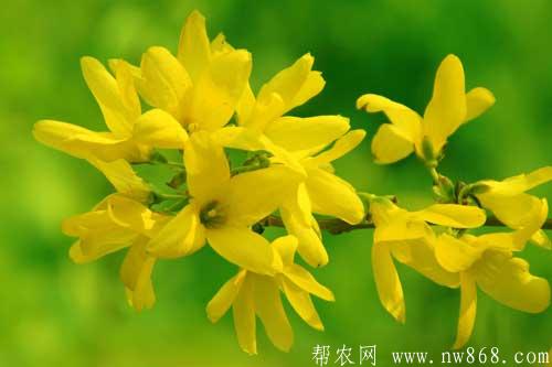 迎春花图片欣赏|迎春花图片大全 迎春花图片欣赏|迎春花图片大全
