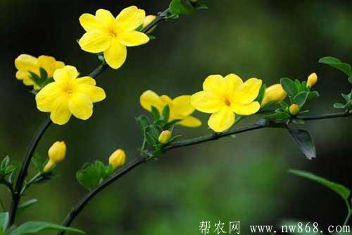 迎春花图片欣赏|迎春花图片大全 迎春花图片欣赏|迎春花图片大全