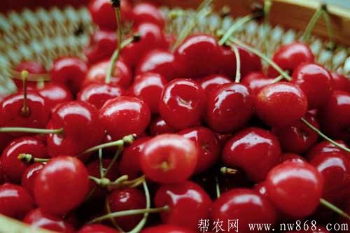 车厘子和樱桃有哪些区别 车厘子和樱桃有哪些区别