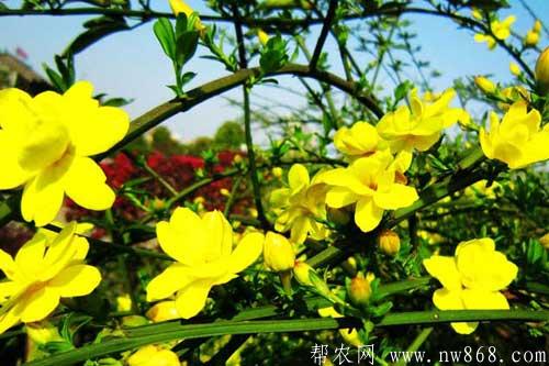 迎春花图片欣赏|迎春花图片大全 迎春花图片欣赏|迎春花图片大全