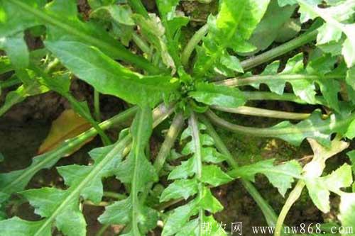 荠菜图片分享|荠菜营养价值 荠菜图片分享|荠菜营养价值