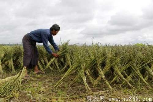 种植芝麻需要哪些条件