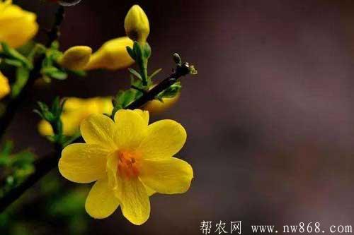 迎春花图片欣赏|迎春花图片大全 迎春花图片欣赏|迎春花图片大全