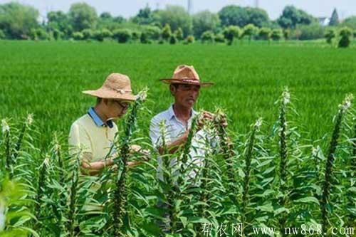 种植芝麻需要哪些条件