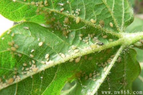 棉花蚜虫为害症状及防治措施 棉花蚜虫为害症状及防治措施