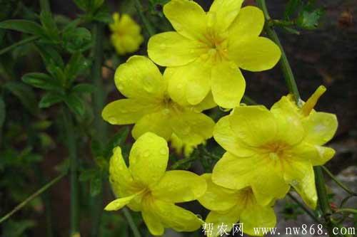 迎春花图片欣赏|迎春花图片大全