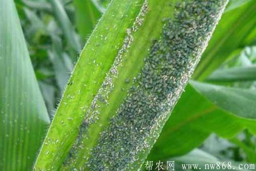 玉米蚜虫危害特点及防治方法 玉米蚜虫危害特点及防治方法
