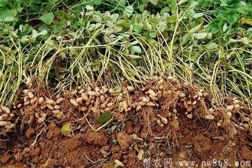 花生踩秧是什么意思？花生为什么要踩秧？
