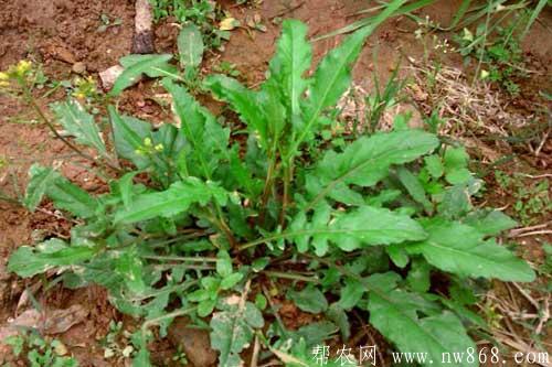荠菜图片分享|荠菜营养价值 荠菜图片分享|荠菜营养价值