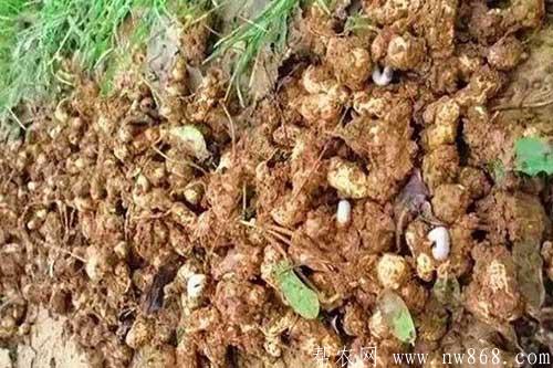 花生发生蛴螬虫害的原因和防治措施