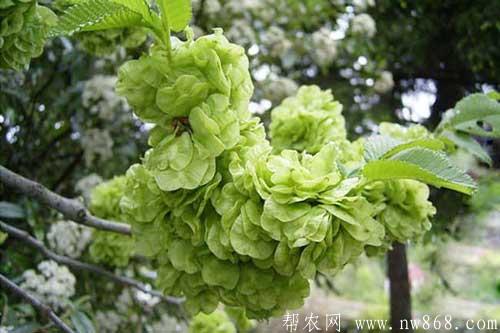 榆钱的功效和作用|榆钱的食用方法