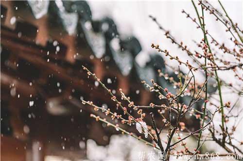 正月下雪打雷老古人说法是什么？有哪些预示？