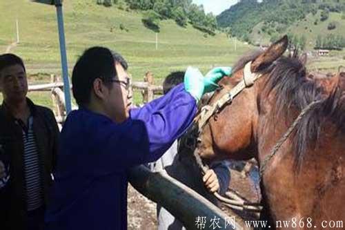 马焦虫病的诊治报告及马焦虫病的症状和治疗方法