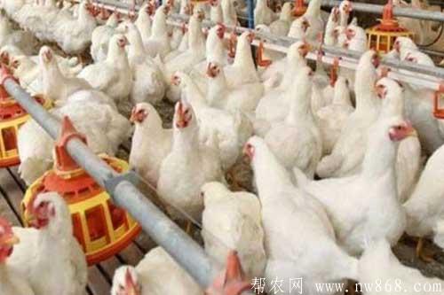 白羽肉鸡对生长环境有哪些要求