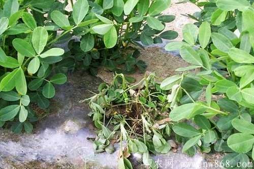 花生种植过程中常见病虫害发生与防治