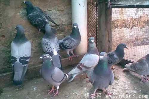 出产鸽养殖管理、保种以及年龄鉴别的方法