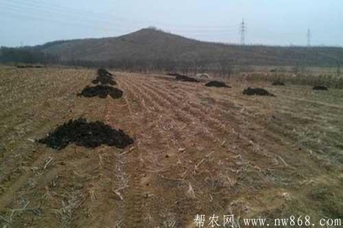 花生种植过程中什么时间追肥效果好