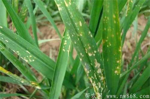 冬季小麦除草怎样才能避免受药害