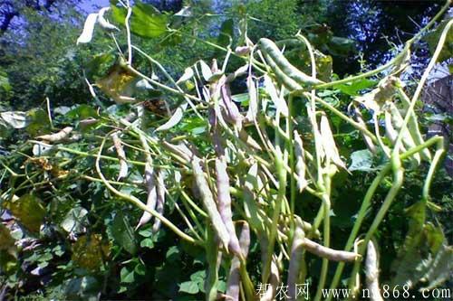 黑豆种植过程中出现花荚脱落情况怎么办？