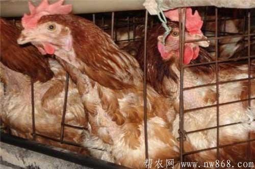 怎样掌握蛋鸡的淘汰时间