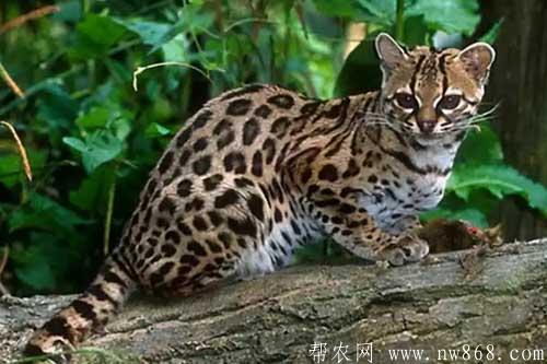 豹猫人工养殖需要掌握的一些技术