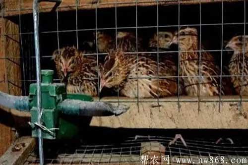 冬季饲养鹌鹑需要做好哪些管理工作 冬季饲养鹌鹑需要做好哪些管理工作