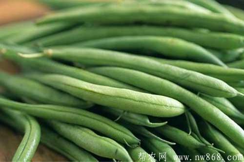 青豆种植管理及病虫害防治方法