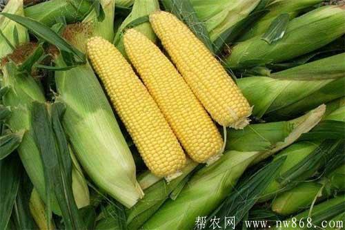 怎样预防高温对玉米带来的危害