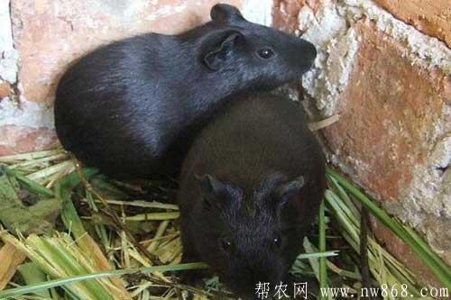 黑豚鼠养殖技术及黑豚鼠常见疾病防治方法
