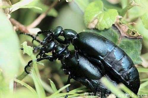 斑蝥养殖方法及养殖注意事项