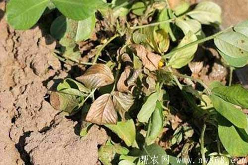 花生死苗是哪些原因引起的?怎样防治? 花生死苗是哪些原因引起的?怎样防治?