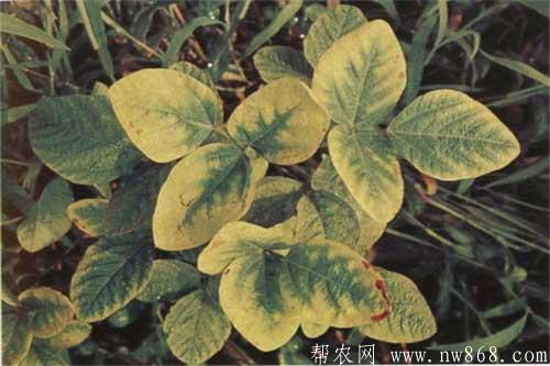 大豆缺少营养元素症状以及防治措施 大豆缺少营养元素症状以及防治措施
