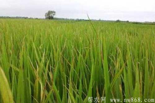 水稻拔节长穗期的种植管理方法 水稻拔节长穗期的种植管理方法