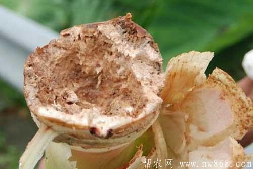 芋头生长过程中常见病虫害的防治方法 芋头生长过程中常见病虫害的防治方法
