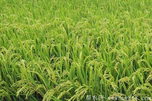 水稻抽穗困难是什么原因引起的,如何解决? 水稻抽穗困难是什么原因引起的,如何解决?