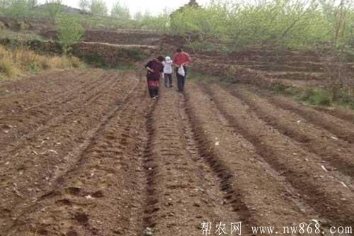 花生种植过程中出现烂种的原因及补救措施 花生种植过程中出现烂种的原因及补救措施