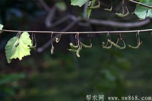 芝麻种植进入结蒴期需要注意什么 芝麻种植进入结蒴期需要注意什么