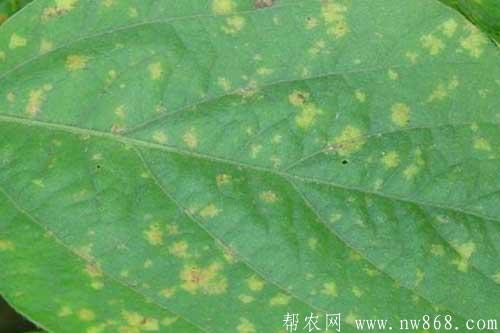 大豆生长过程中发生霜霉病怎样防治 大豆生长过程中发生霜霉病怎样防治