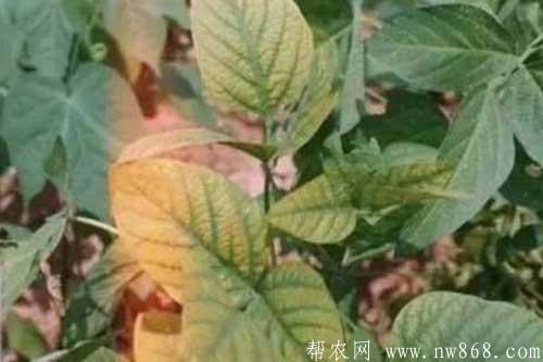 大豆缺少营养元素症状以及防治措施 大豆缺少营养元素症状以及防治措施
